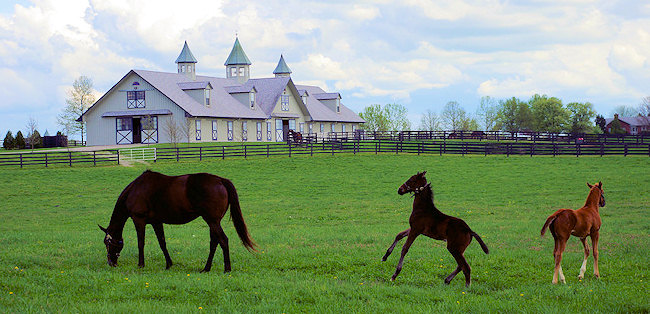 Lexington horse farm